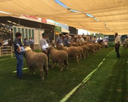 Wagin Woolorama Competition 2016 IMG_0884