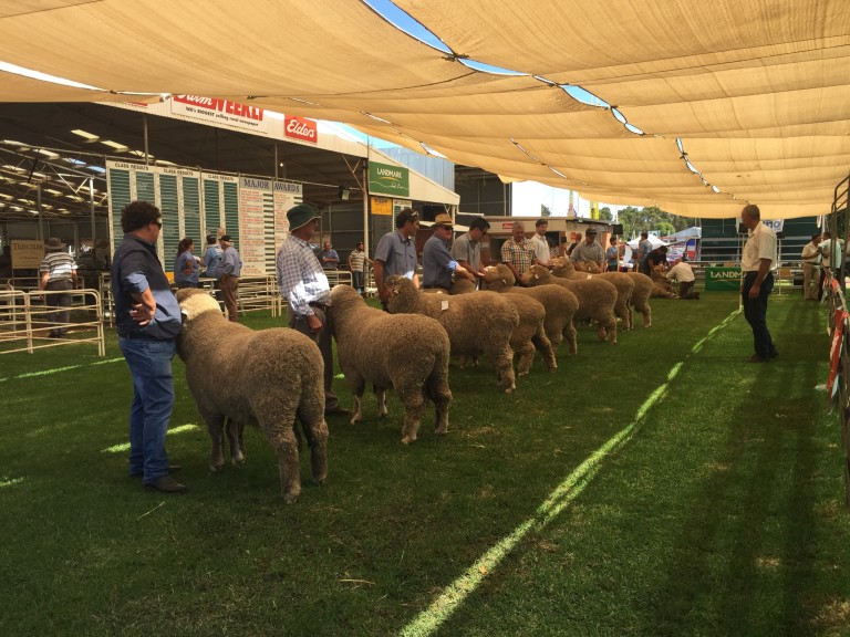 Wagin Woolorama Competition 2016